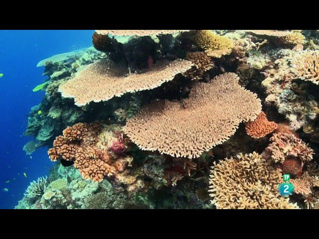 Descubriendo-Tesoros-Submarinos-Buceo-en-Arrecifes-de-Coral - Pulso Turistico