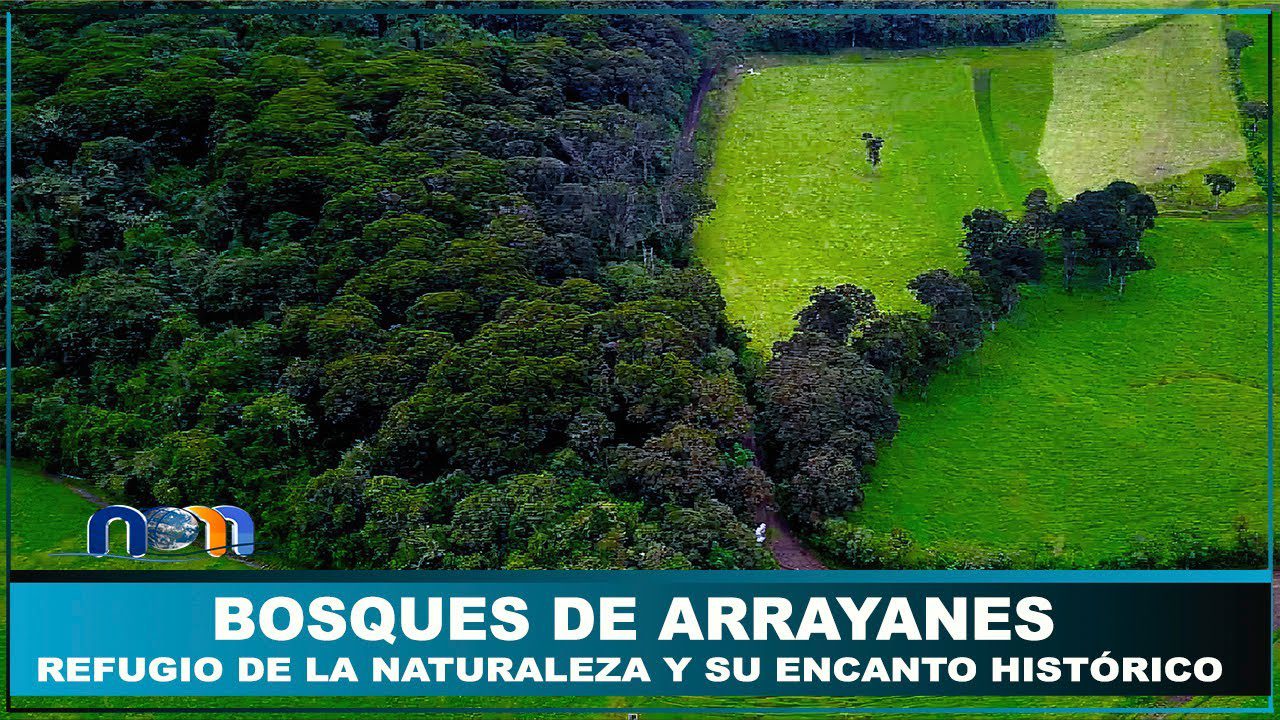 Descubriendo-la-Magia-de-los-Bosques-Senderismo-entre-Arboles-Centenarios - Pulso Turistico