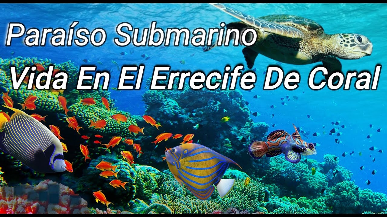 Descubriendo-la-Vida-Marina-Snorkel-y-Buceo-en-Arrecifes-de-Coral - Pulso Turistico