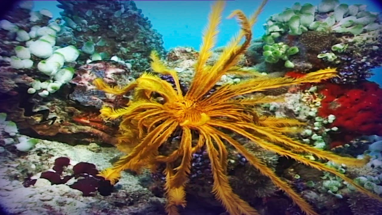 Descubriendo-la-Vida-Marina-Snorkel-y-Buceo-en-Paraisos-Subacuaticos - Pulso Turistico