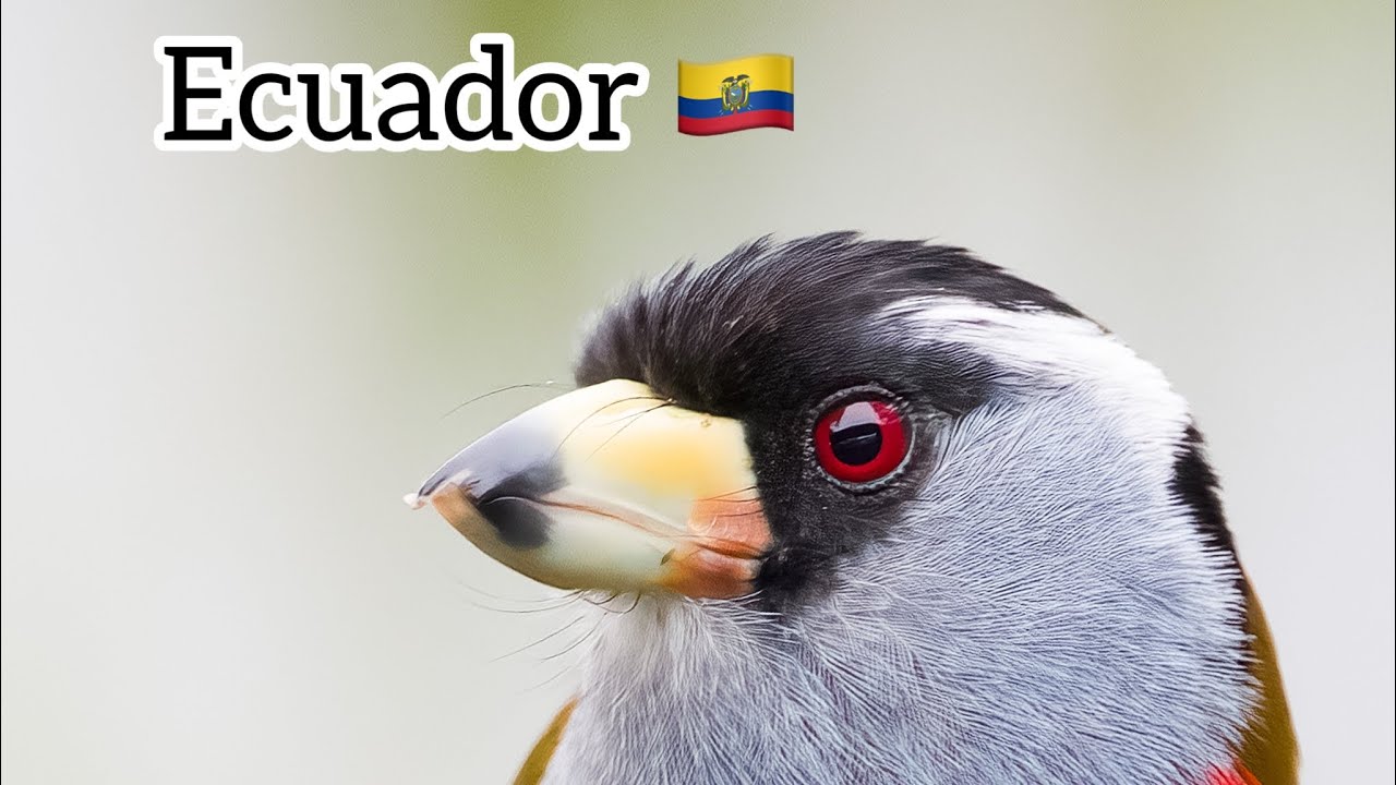 Destinos-para-Observar-Aves-Disfruta-de-la-Biodiversidad-Aviar - Pulso Turistico