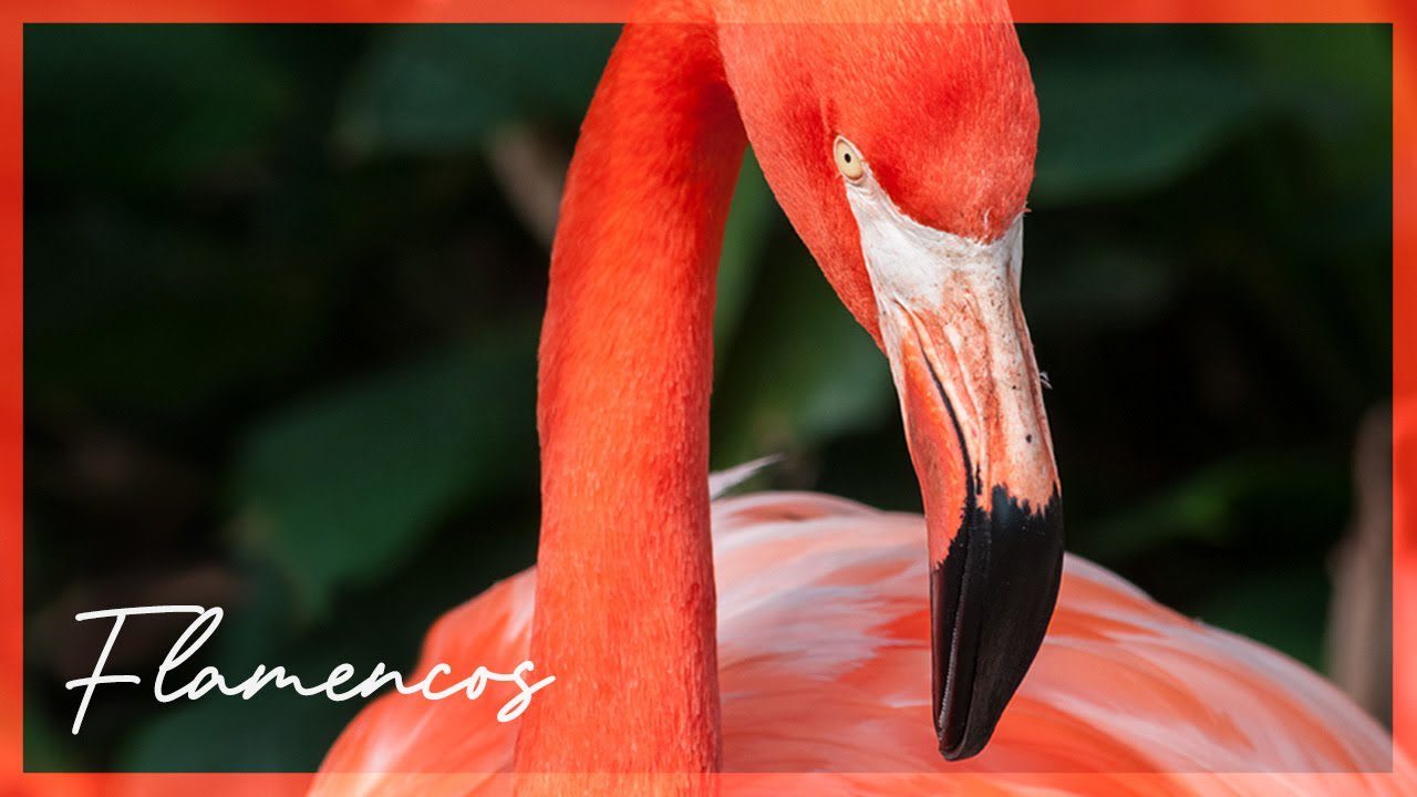 Destinos-para-Observar-Flamencos-Encuentros-con-Elegantes-Aves-Rosadas - Pulso Turistico