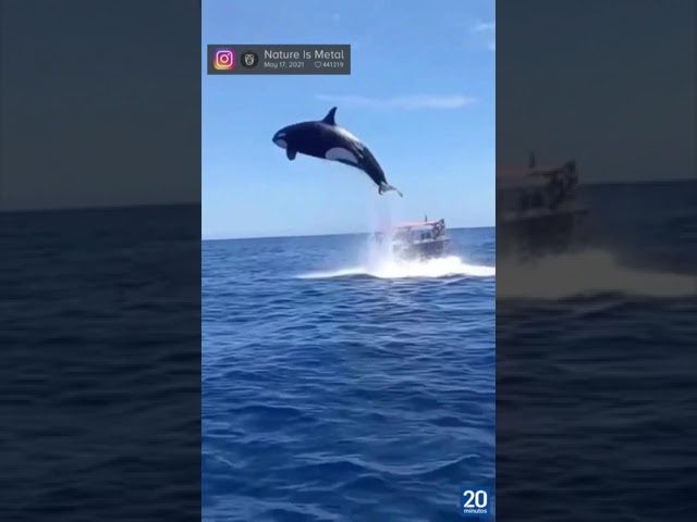 Destinos-para-Observar-Vida-Marina-Encuentros-con-Tiburones-y-Delfines - Pulso Turistico