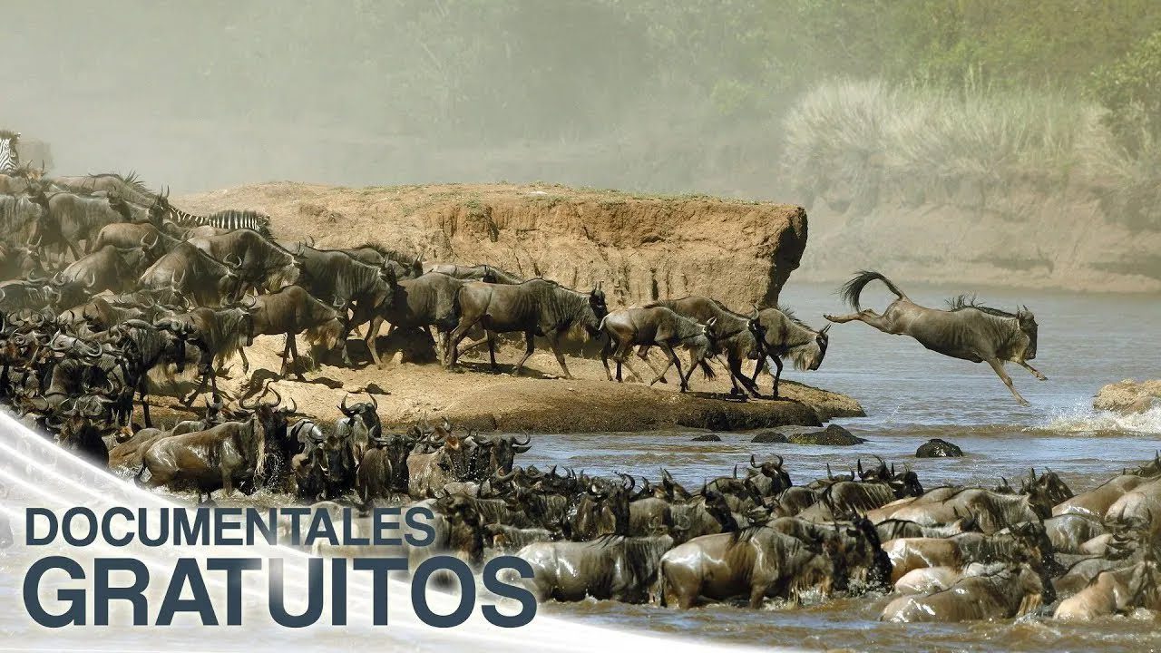 Experiencias-de-Safari-Observando-la-Vida-Salvaje-de-Cerca - Pulso Turistico