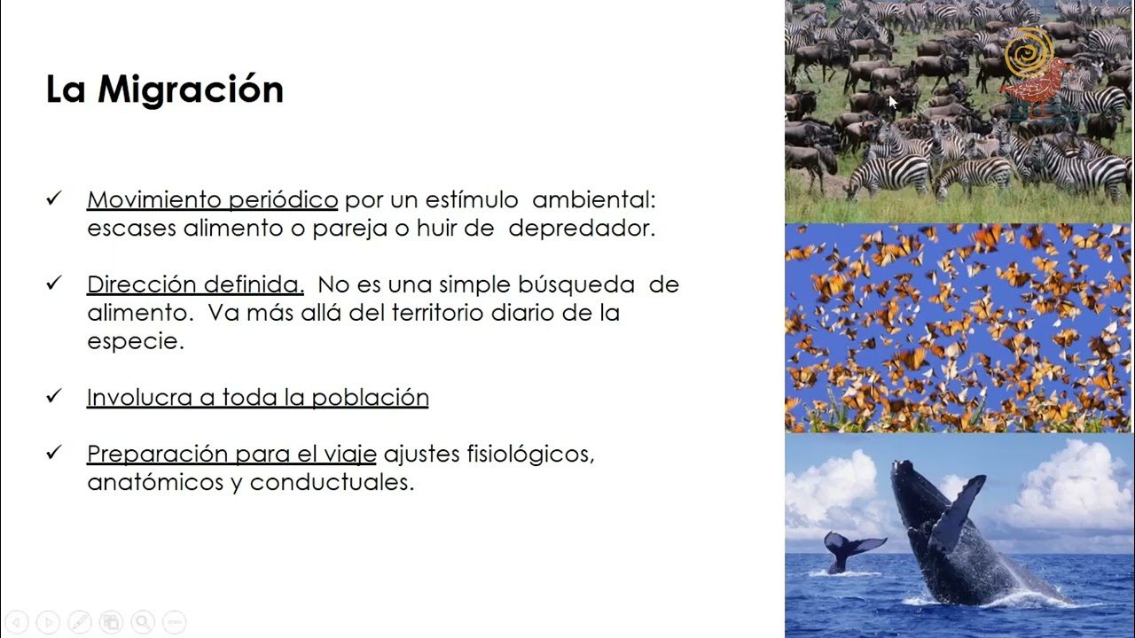 Rutas-de-Observacion-de-Aves-Explorando-la-Diversidad-Aviar - Pulso Turistico