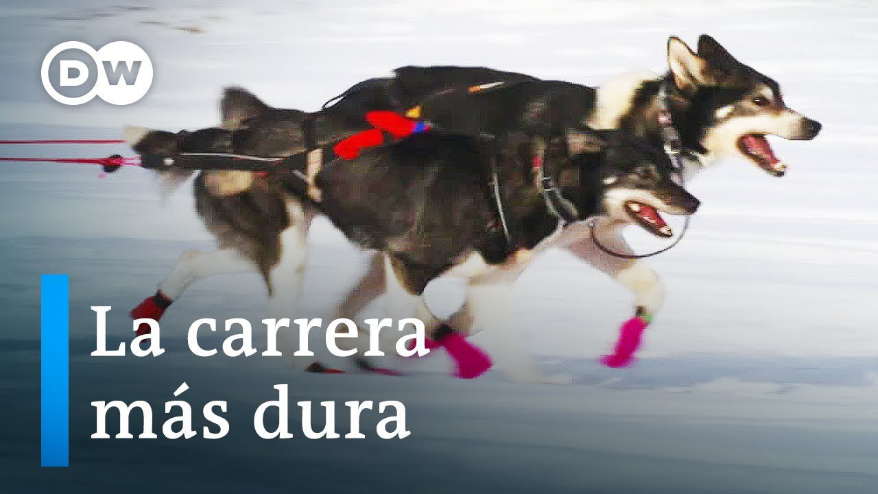 Viaje-en-Trineo-de-Perros-Aventuras-Invernales-en-el-Artico - Pulso Turistico