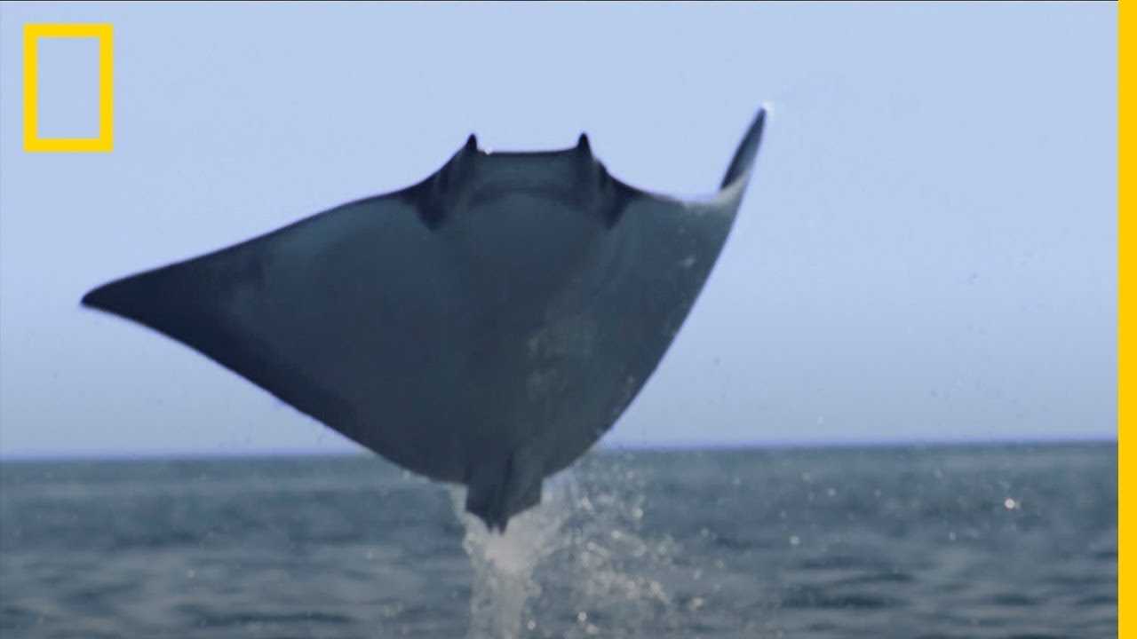 Aventuras-en-el-Agua-Snorkel-y-Nado-con-Mantarrayas-en-Arrecifes - Pulso Turistico