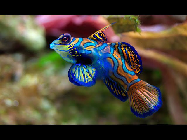 Aventuras-en-el-Agua-Snorkel-y-Nado-con-Tortugas-en-Arrecifes-Coloridos - Pulso Turistico