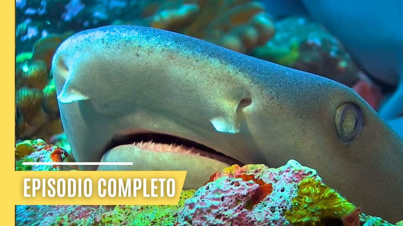 Aventuras-en-el-Mar-Pesca-Deportiva-y-Encuentros-con-la-Fauna-Marina - Pulso Turistico