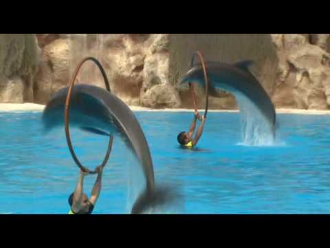 Destinos-para-Observar-Delfines-Encuentros-Juguetones-en-el-Mar-1 - Pulso Turistico