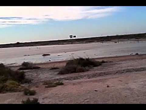 Destinos-para-Observar-Flamencos-Rosados-Encuentros-en-Salinas - Pulso Turistico