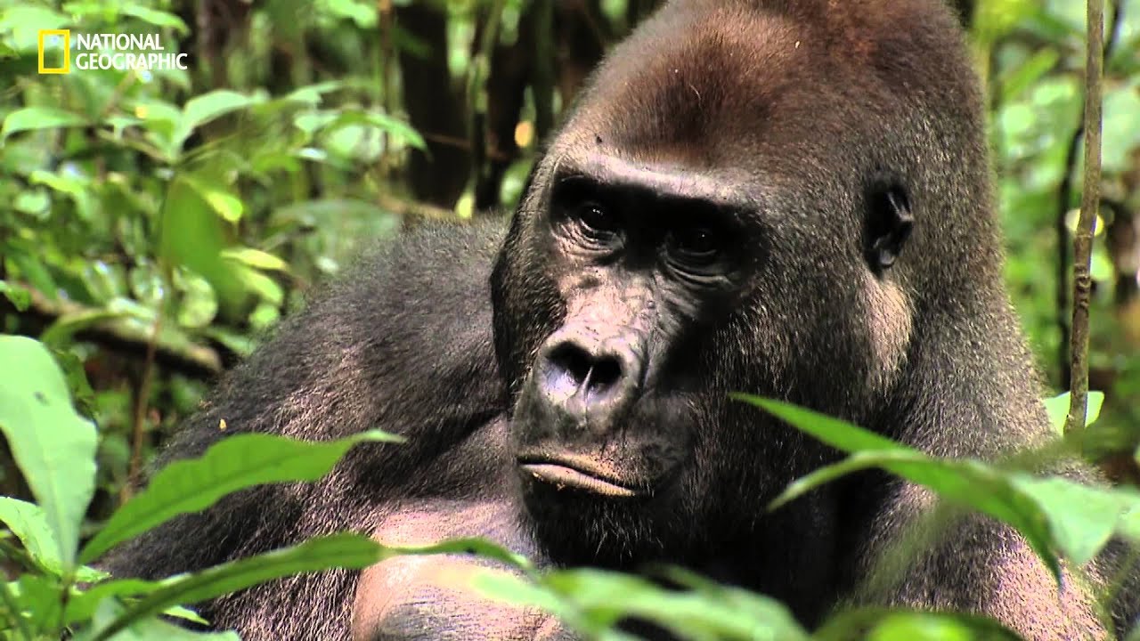 Destinos-para-Observar-Gorilas-de-Montana-Encuentros-con-Primates - Pulso Turistico