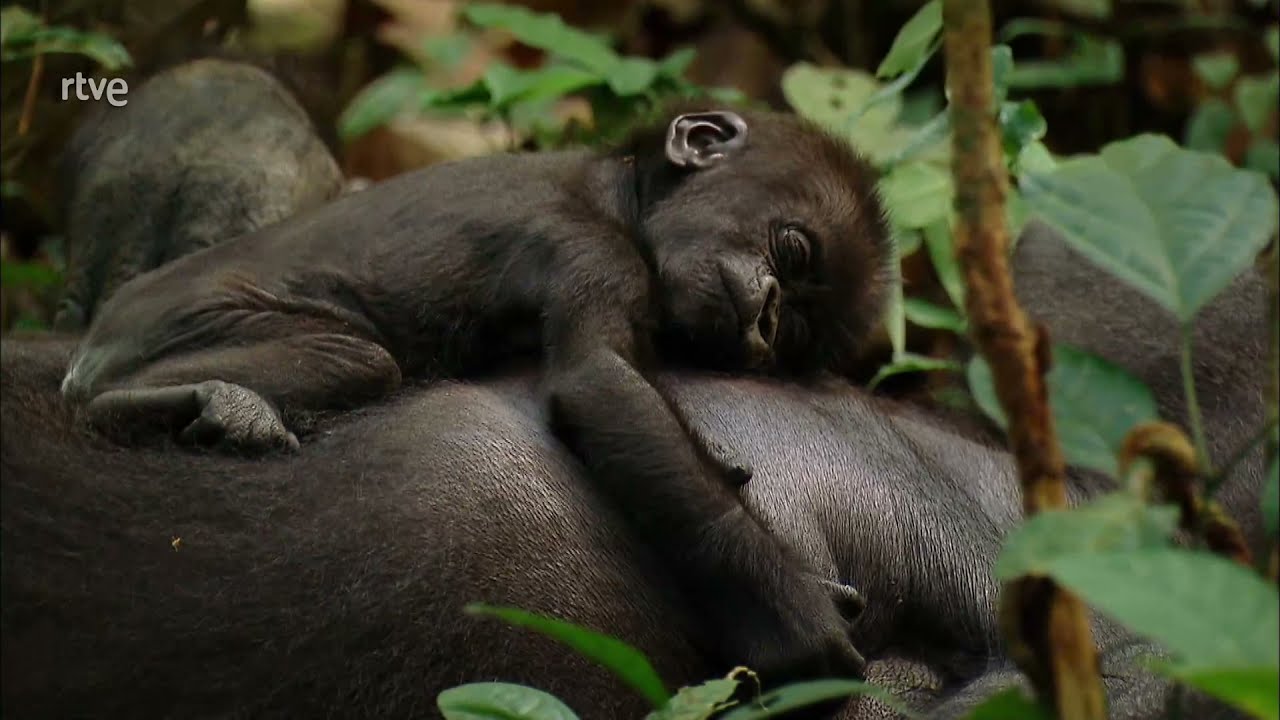 Destinos-para-Observar-Orangutanes-Encuentros-con-Simios-en-la-Selva - Pulso Turistico