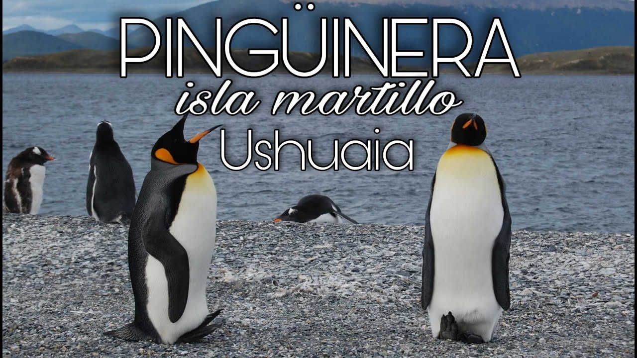 Destinos-para-Observar-Pinguinos-Encuentros-en-Islas-Remotas - Pulso Turistico