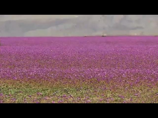 Rutas-de-Senderismo-en-Desiertos-Floridos-Belleza-Efimera - Pulso Turistico