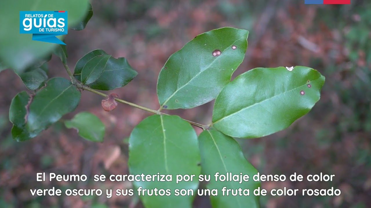 Turismo-en-Albornos - Pulso Turistico