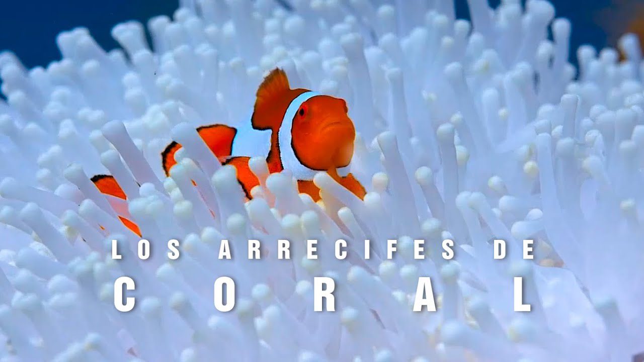 Aventuras-en-el-Agua-Snorkel-y-Nado-con-Mantarrayas-en-Arrecifes-Coloridos-1 - Pulso Turistico