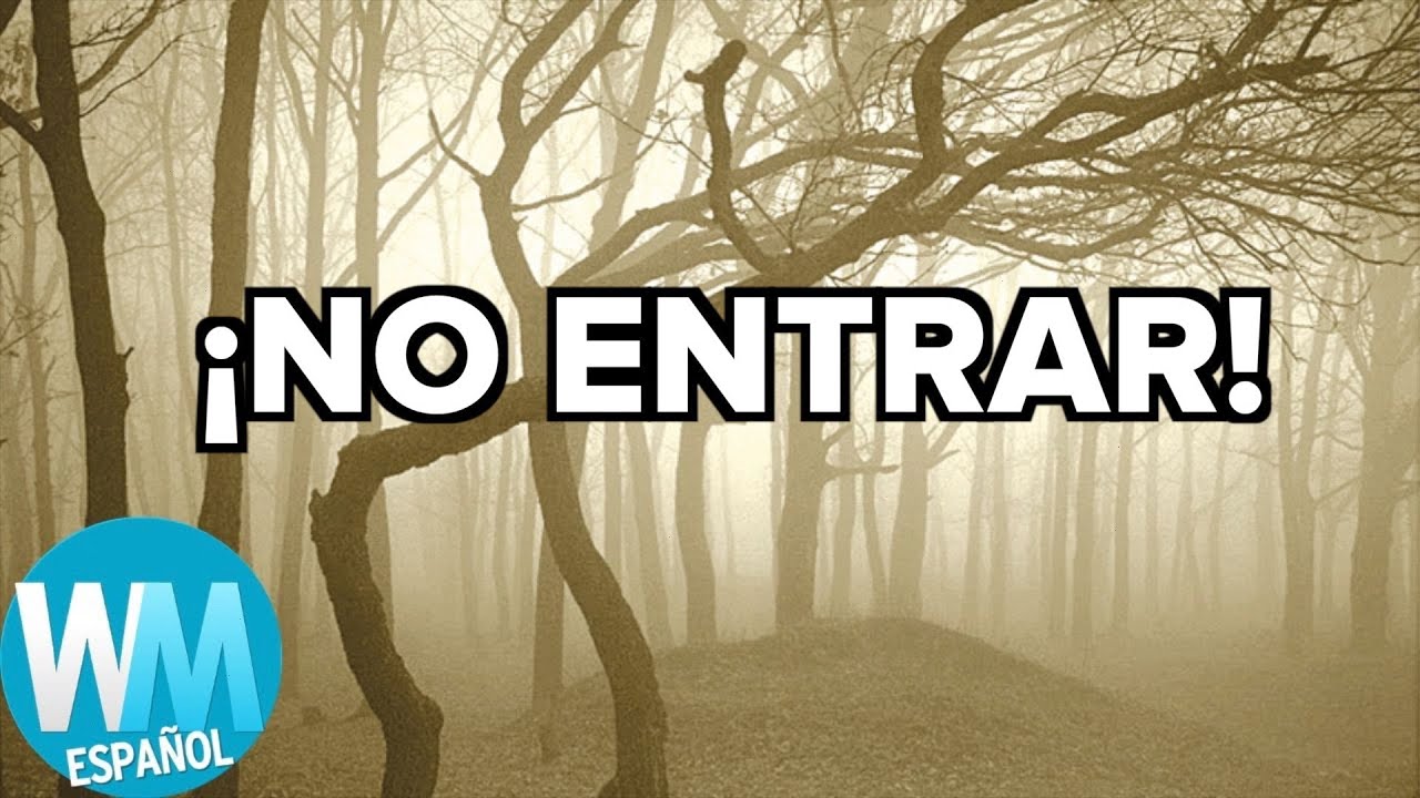 Rutas-de-Cicloturismo-en-Bosques-Misticos-Pedalea-entre-Leyendas-y-Bosques-Encantados-1 - Pulso Turistico