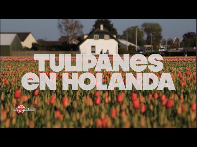 Rutas-de-Cicloturismo-en-Holanda-Pedalea-entre-Molinos-y-Tulipanes - Pulso Turistico