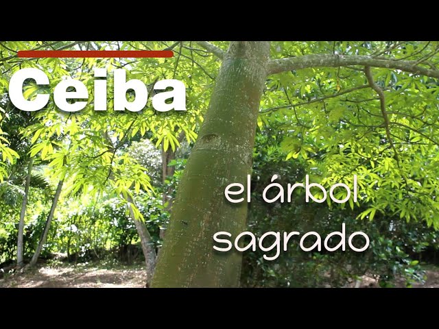 Informacion-e-historia-de-CEIBA - Pulso Turistico