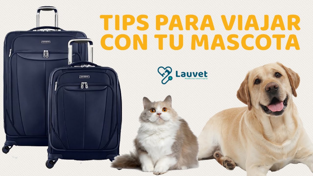 Consejos-para-viajar-con-mascotas-lo-que-necesitas-saber - Pulso Turistico Consejos para viajar con mascotas: lo que necesitas saber