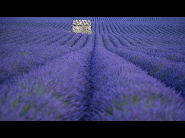 El Festival de la Lavanda en Provenza: Aromas y Belleza en Francia