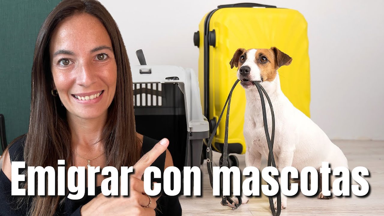 Emigrar-a-Portugal-con-mascotas-Consejos-para-su-traslado-y-cuidado - Pulso Turistico Emigrar a Portugal con mascotas: Consejos para su traslado y cuidado