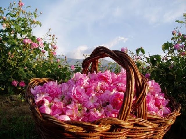 La Fiesta de la Rosa en Bulgaria: Fragancia y Cultura