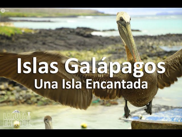 Rumbo a la isla encantada: Una guía completa para nuevos residentes