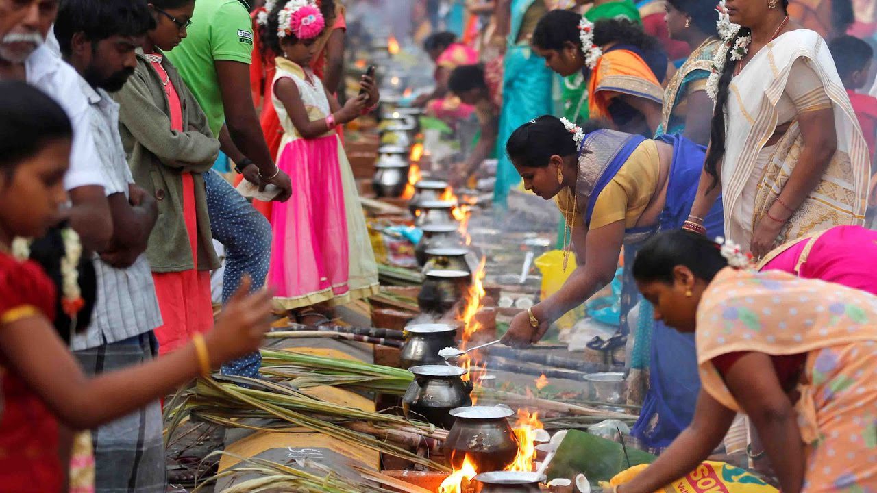 El-Festival-de-la-Cosecha-de-Pongal-en-India - Pulso Turistico El Festival de la Cosecha de Pongal en India