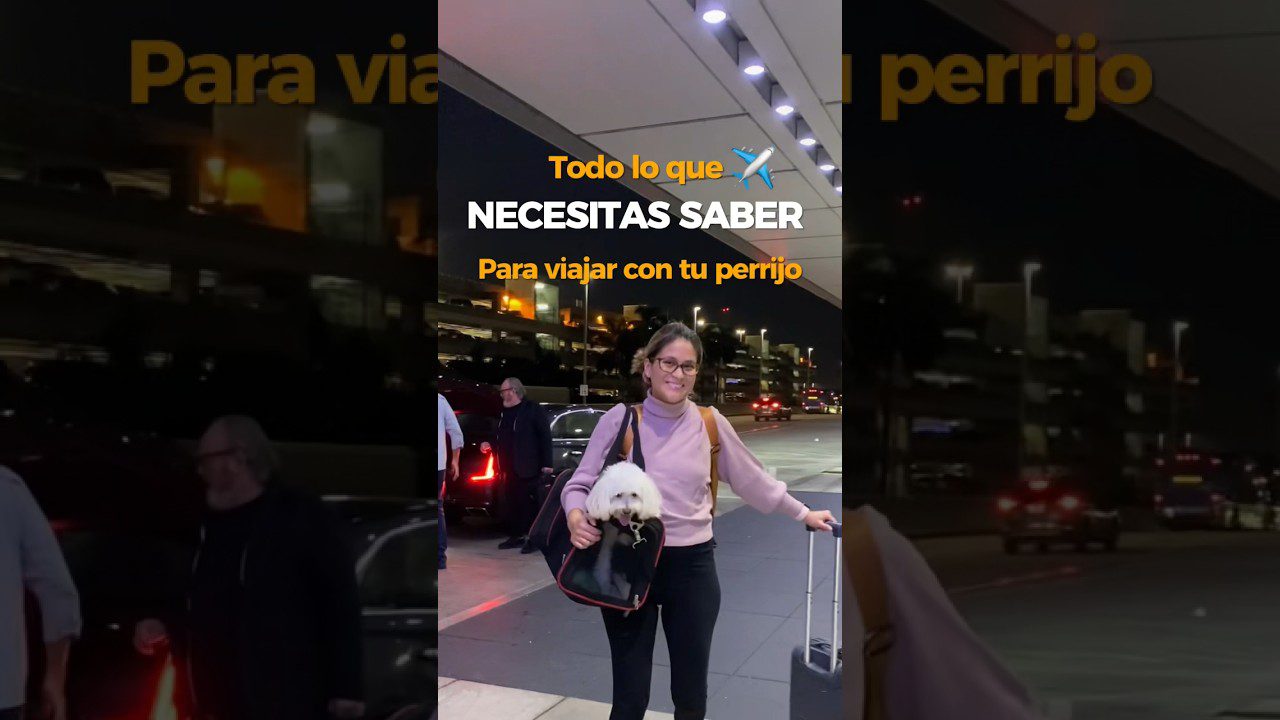 cómo hacer resúmenes efectivos sobre la experiencia en Cómo viajar con mascotas a Eurodisney y qué opciones hay
